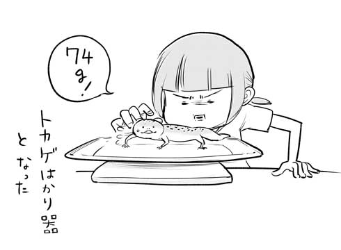 漫画 イラスト 松本ひで吉 トカゲ ヒョウモントカゲモドキ かわいい