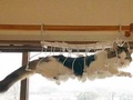猫「降りられにゃい……たすけてよ飼い主〜！」　洗濯物ハンガーに登ってはまった猫ちゃんの絶妙な表情