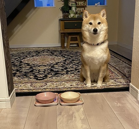 ペット手帳 ベストショット