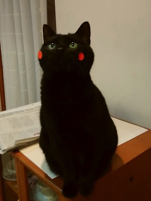 黒猫くまもん