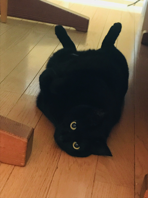 くまモンにそっくりな黒猫ちゃん