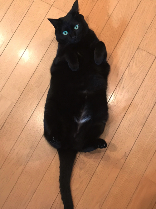 くまモンにそっくりな黒猫ちゃん