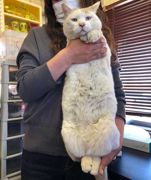 猫長いと助かる