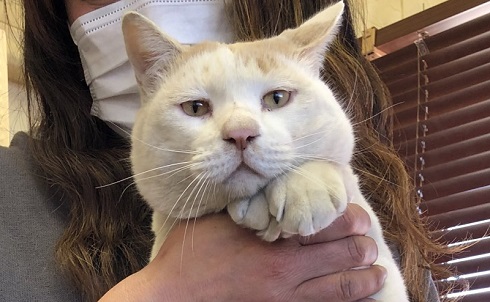 長い 猫 ねこ 桶川スポーツランド 元気出る 写真