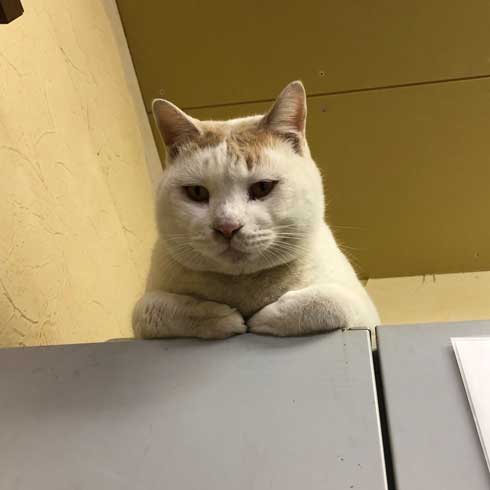 長い 猫 ねこ 桶川スポーツランド 元気出る 写真