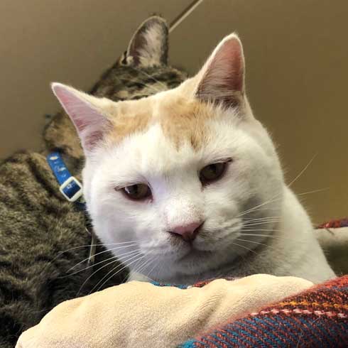 長い 猫 ねこ 桶川スポーツランド 元気出る 写真