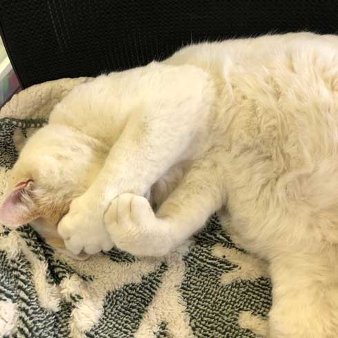 長い 猫 ねこ 桶川スポーツランド 元気出る 写真