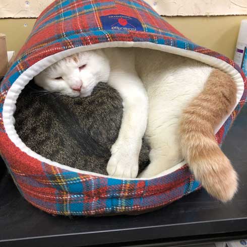 長い 猫 ねこ 桶川スポーツランド 元気出る 写真