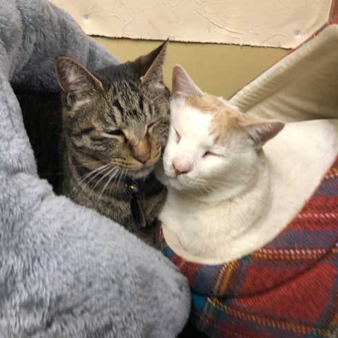 長い 猫 ねこ 桶川スポーツランド 元気出る 写真