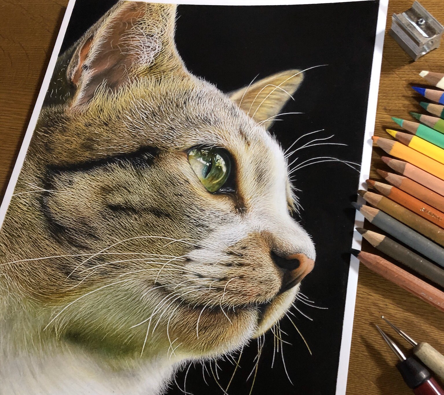 猫ちゃんの色鉛筆画🐱 色鉛筆画