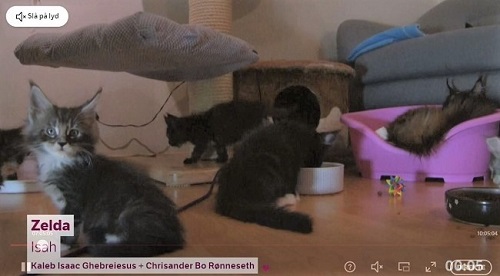 ノルウェーの猫ちゃん