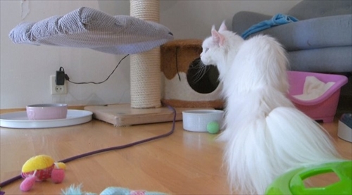 ノルウェーの猫ちゃん