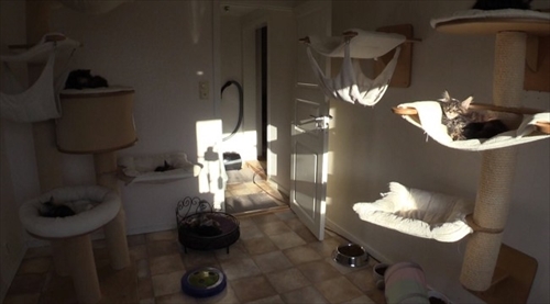 ノルウェーの猫ちゃん