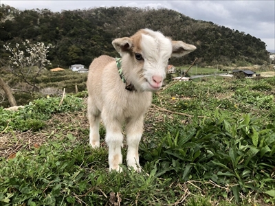かわいい子ヤギ