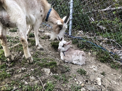 かわいい子ヤギ