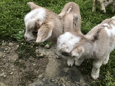 かわいい子ヤギ