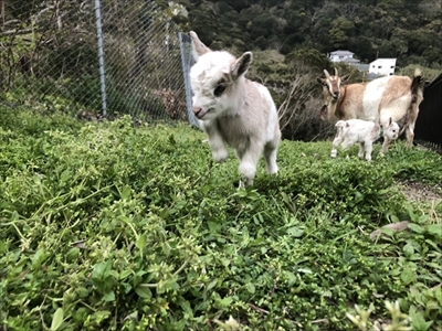かわいい子ヤギ