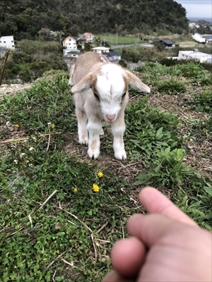 かわいい子ヤギ
