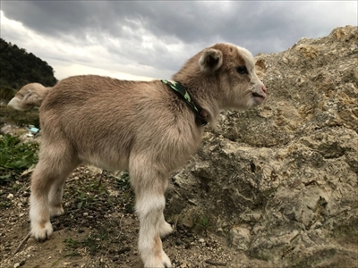 かわいい子ヤギ