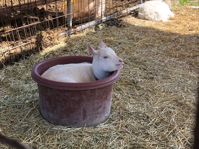 かわいい子ヤギ