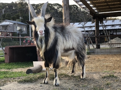 かわいい子ヤギ