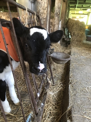 かわいい子ヤギ