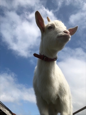 かわいい子ヤギ