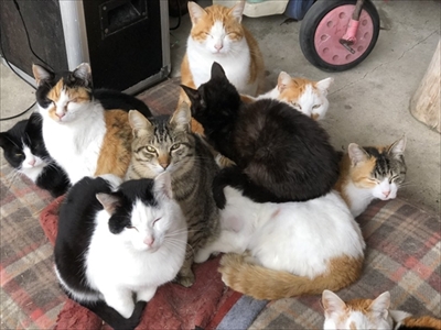 かわいい子ヤギ