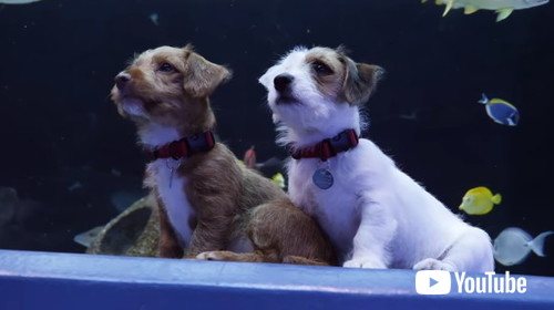 水族館を探検する子犬たち