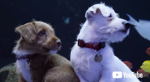 水族館を探検する子犬たち