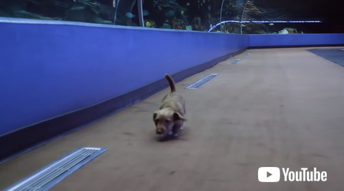 水族館を探検する子犬たち