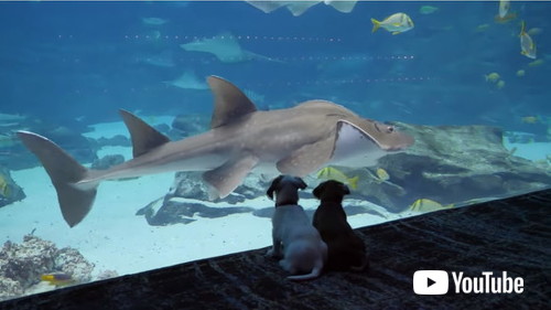 水族館を探検する子犬たち