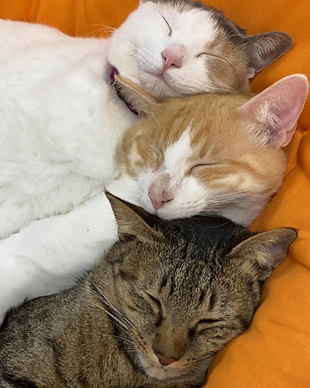 3連猫ちゃん
