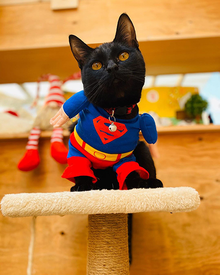 かわいいスーパーマン