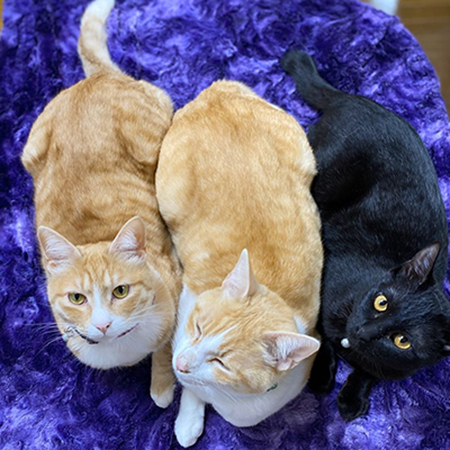 猫ちゃん3匹横並び