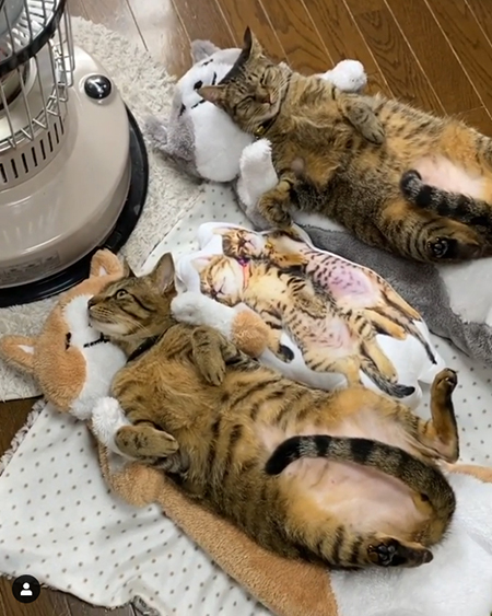 ストーブ前で寝ころぶイトちゃんとバンくんななめ