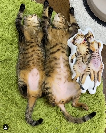 ラグで寝ころぶイトさんとバンさん