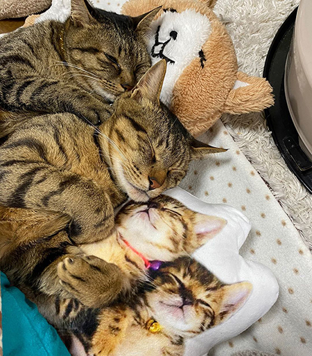 クッションと一緒に眠るイトさんとバンさん
