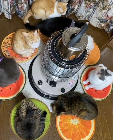 ストーブを囲む8匹