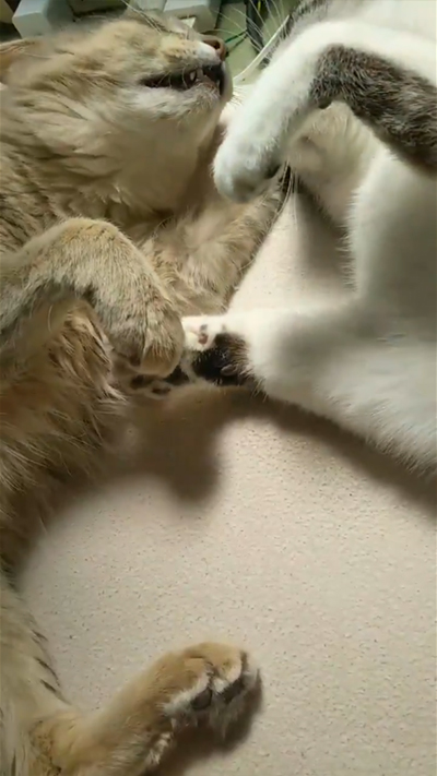 戦うもなかさんとういろうさん