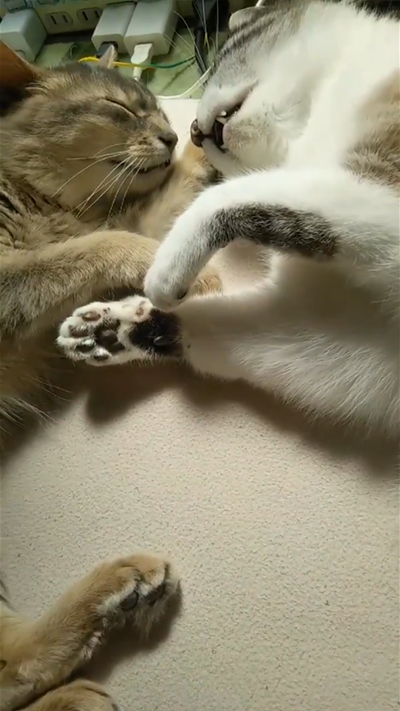 寝落ちるもなかさんとういろうさん