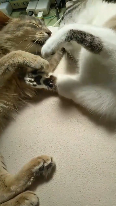 動きがにぶくなるもなかさんとういろうさん