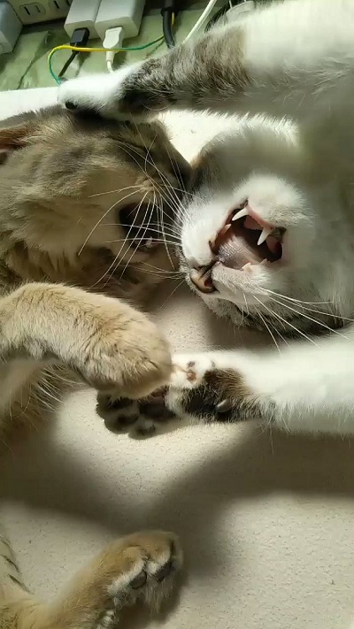 ういろうさんの顔にパンチを入れるもなかさん