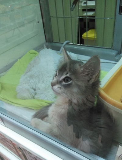 小さい頃のういろうさん