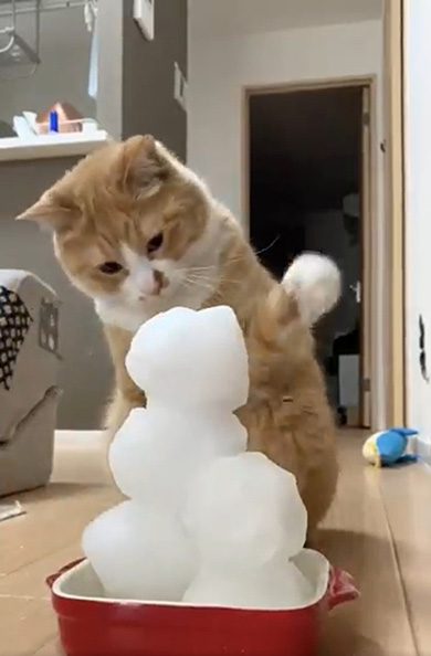 雪だるまと猫