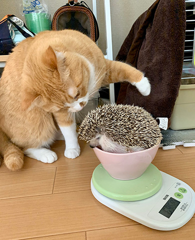 さにたすさんてちくわ丸の人さん