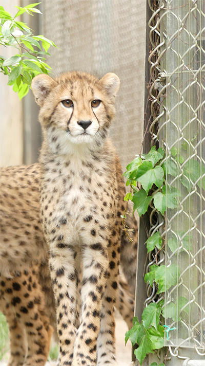 お立ち台チーター1枚目
