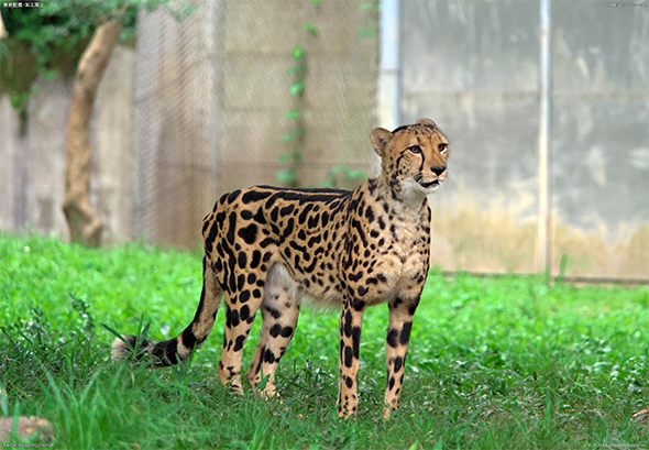 キングチーター