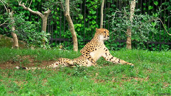 おっさんチーター