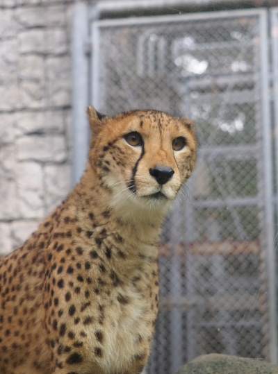 目が丸いチーター